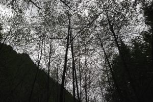 mt rainier national park